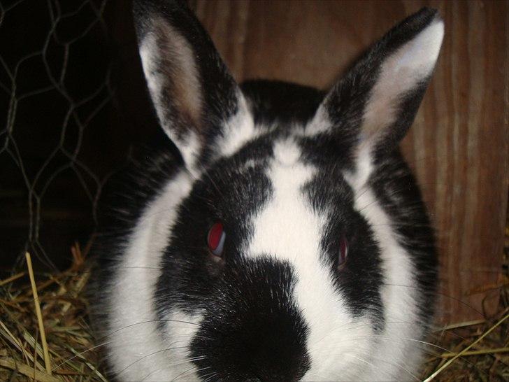 Kanin zapthira billede 11