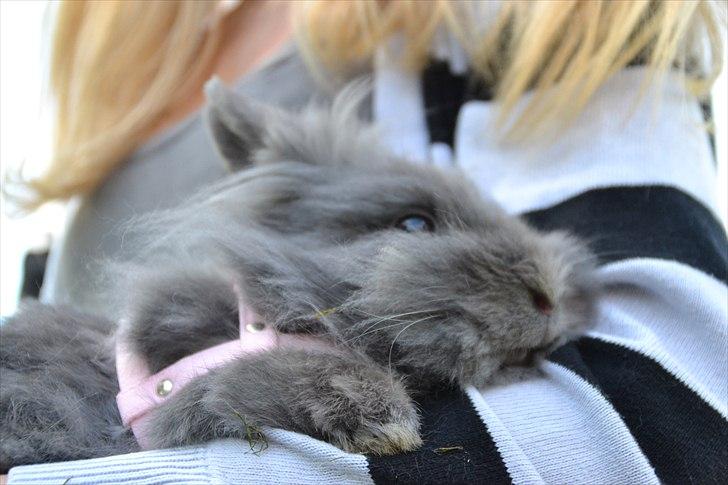 Kanin Fyldbinggaards Princess Tjess billede 11