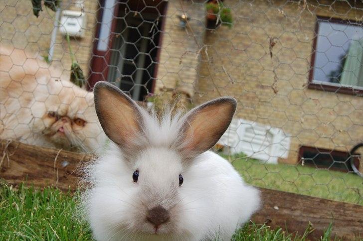 Kanin Traffic Jam billede 9