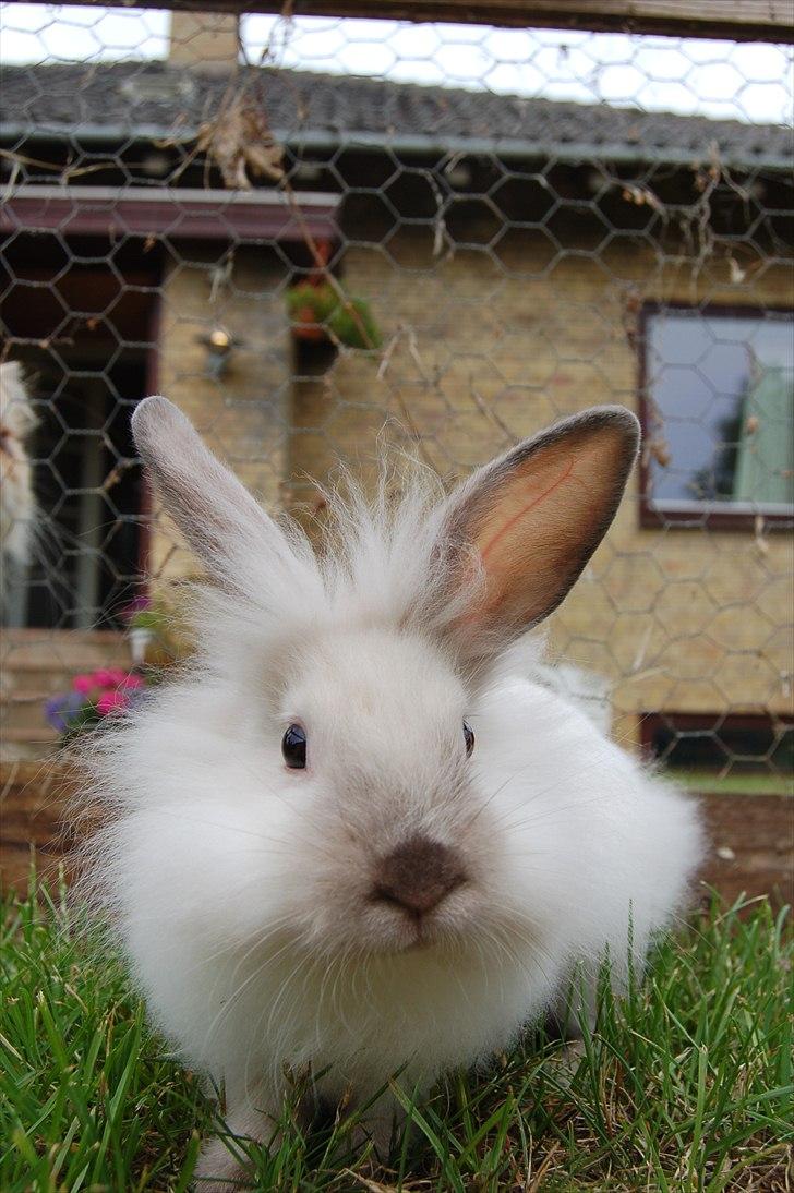 Kanin Traffic Jam billede 10