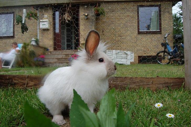 Kanin Traffic Jam billede 11