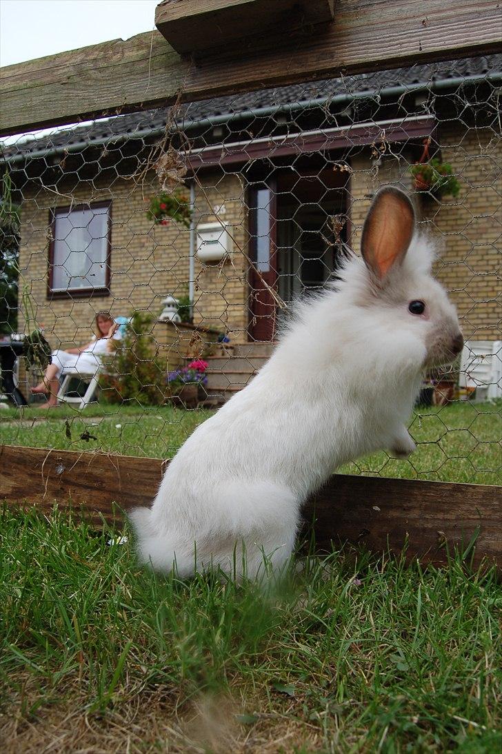 Kanin Traffic Jam billede 12