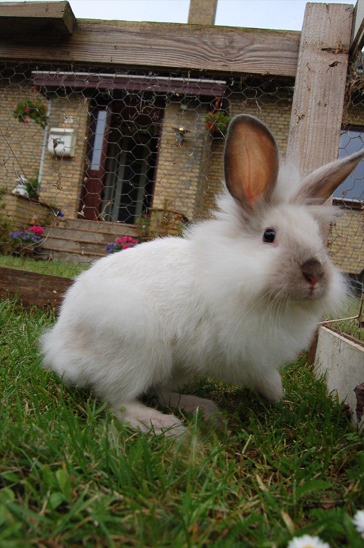 Kanin Traffic Jam billede 13