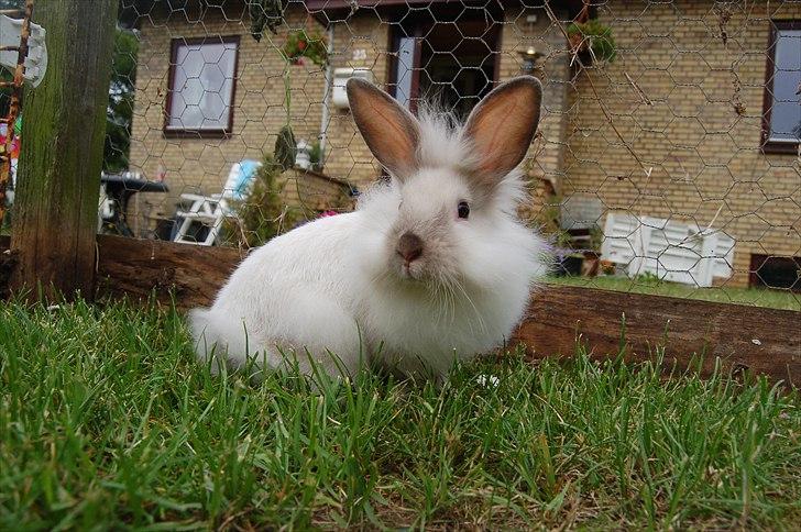 Kanin Traffic Jam billede 14