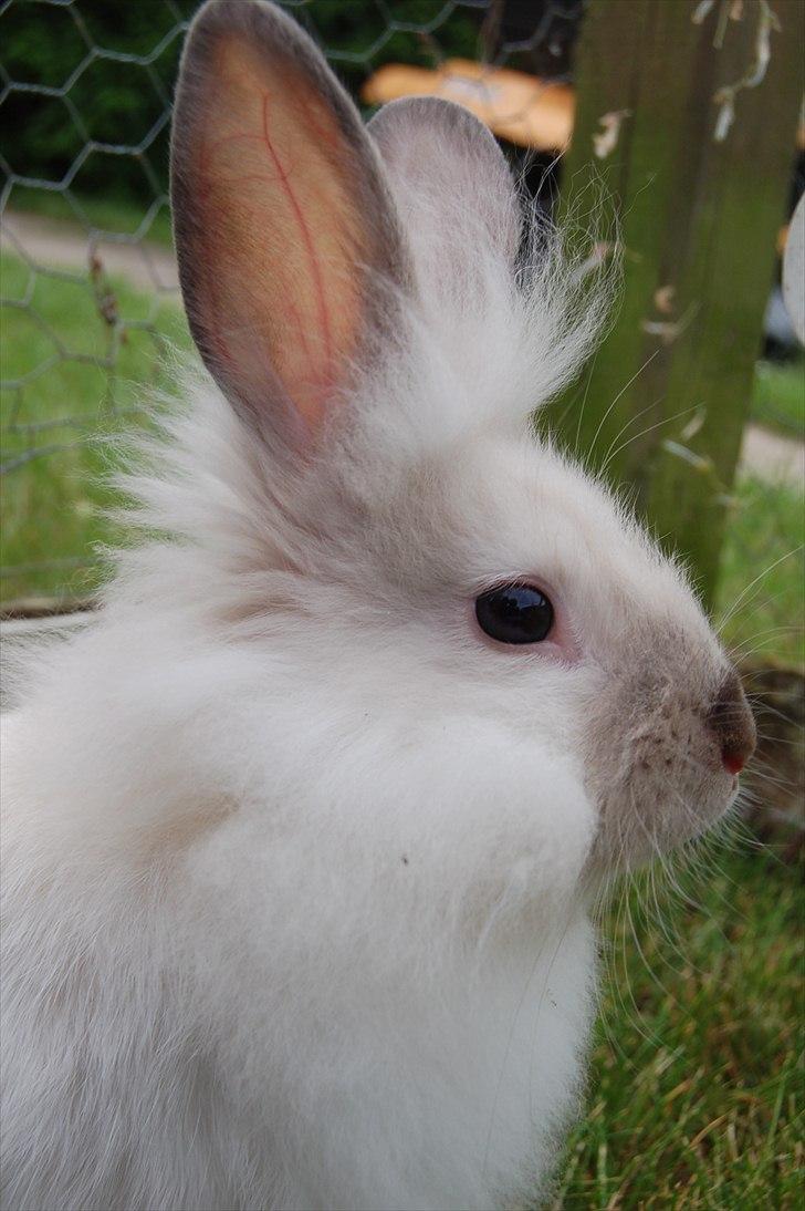 Kanin Traffic Jam billede 15