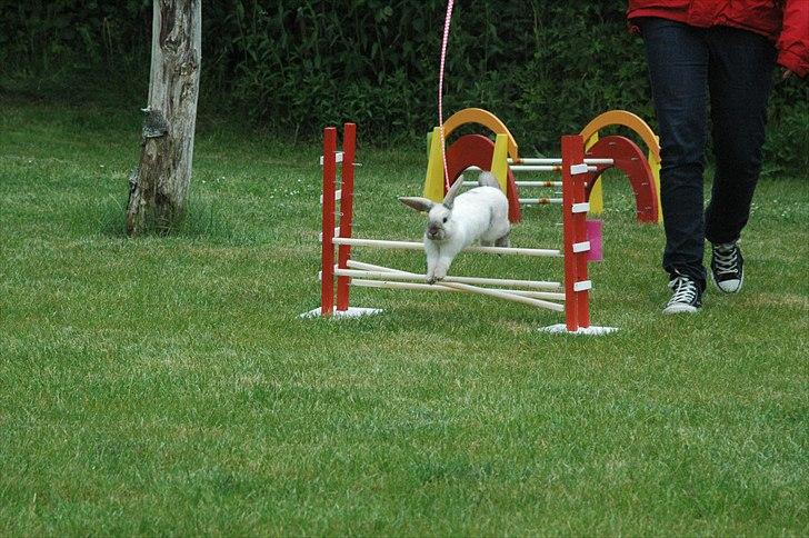 Kanin Æblehavens Mozilla Firefox billede 5