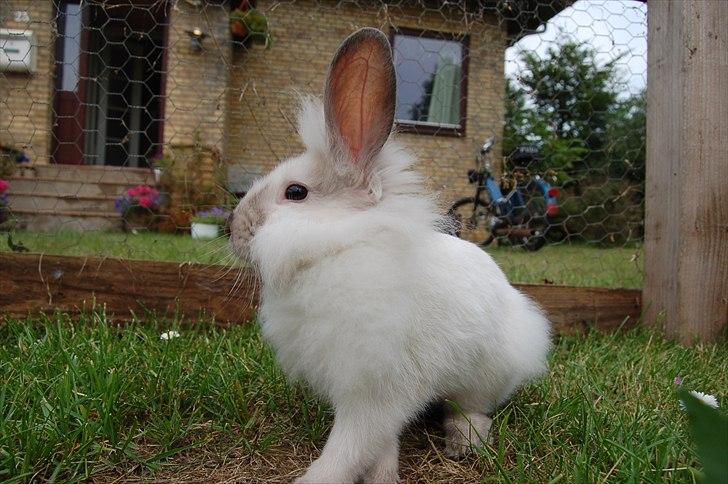 Kanin Traffic Jam billede 16