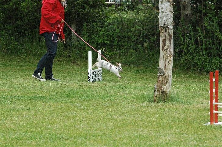 Kanin Æblehavens Mozilla Firefox billede 6