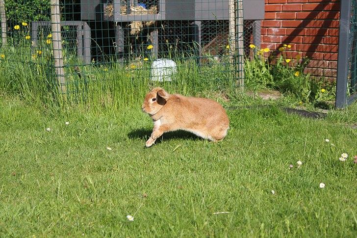 Kanin Tiger billede 16