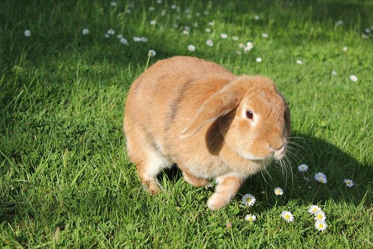 Kanin Tiger billede 17