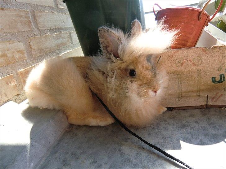 Kanin Stald muskatnød´s Chili  - Ude i blæsevejret XD billede 1