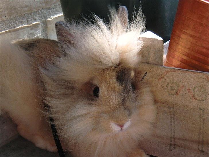 Kanin Stald muskatnød´s Chili  - Blæsevejr :D billede 2