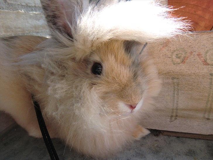 Kanin Stald muskatnød´s Chili  - mere blæsevejr ^^ billede 3