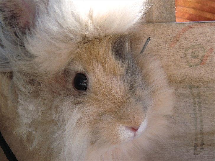 Kanin Stald muskatnød´s Chili  - close up af chili <3 ^^ billede 4