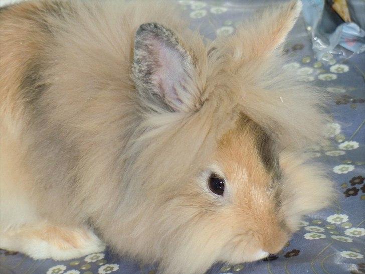 Kanin Stald muskatnød´s Chili  - Hun fandt voksdugen meget interessant!!
<3 billede 5