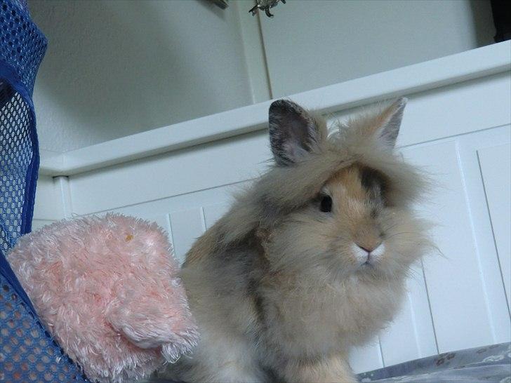 Kanin Stald muskatnød´s Chili  - Pink gris VS. Chili... stirre Oo billede 6