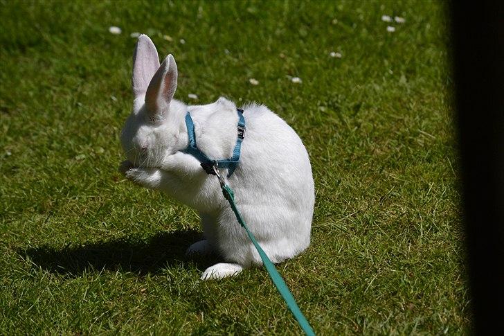 Kanin Snehvide<3 billede 16