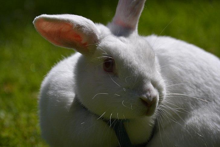 Kanin Snehvide<3 billede 8