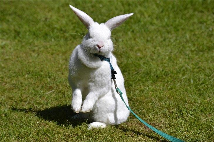 Kanin Snehvide<3 - 2 sek. efter vældede hun bagover -.-'  billede 10