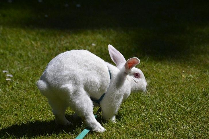 Kanin Snehvide<3 billede 4