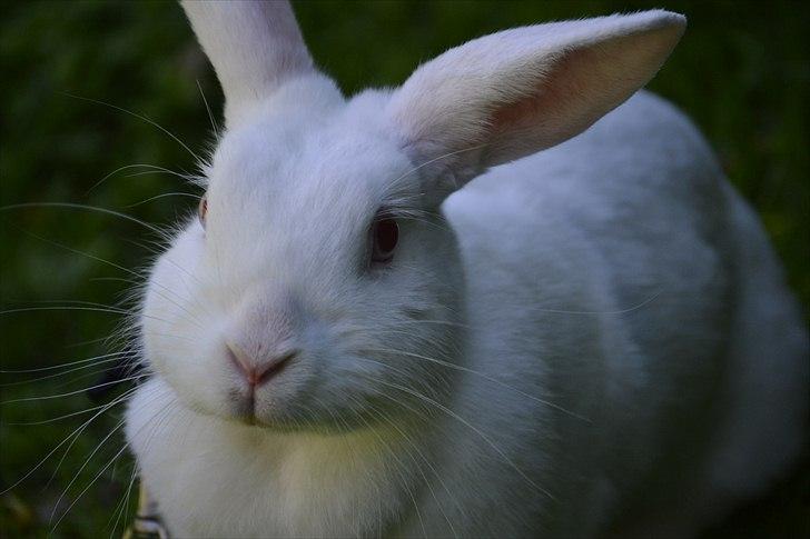 Kanin Snehvide<3 - Smukke x) billede 2