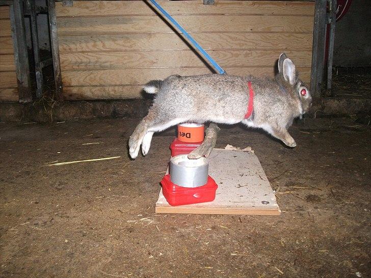 Kanin bella. - se jeg kan bare det her billede 9