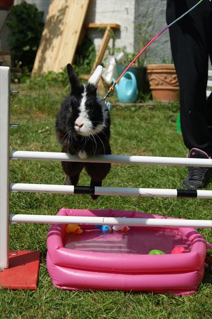 Kanin Stald Antons Toffifee - velkommen til Toffifees profil :) læg gerne en bedømmelse og en kommentar! Billede: Line Steffensen billede 1