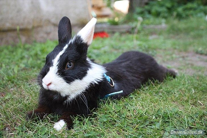 Kanin Stald Antons Toffifee - En træt kanin efter hop-træning. Billede: mig billede 17