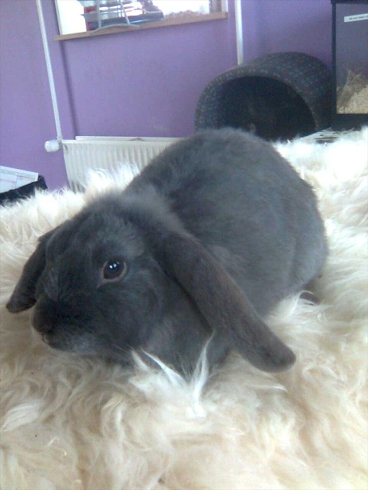 Kanin Smilla billede 7