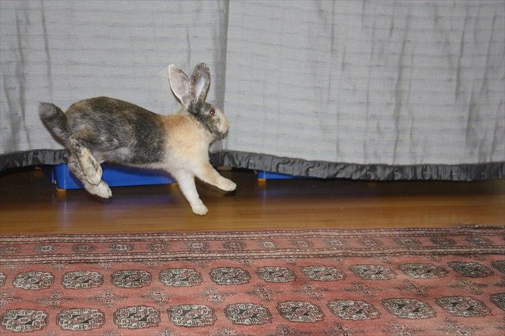 Kanin Sofiagaarden's Speed Ball  |  KLUBMESTER 2011 - Det er altid sjovt at lave badutspring :-) billede 16