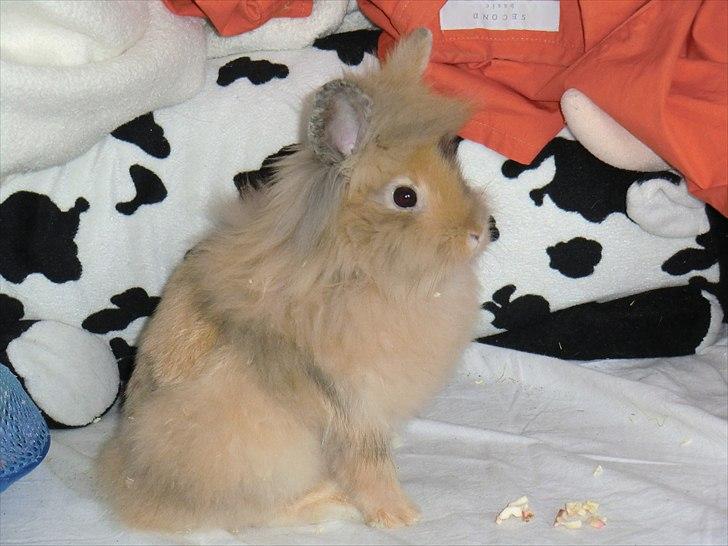 Kanin Stald muskatnød´s Chili  - Chili som micro^^ billede 7