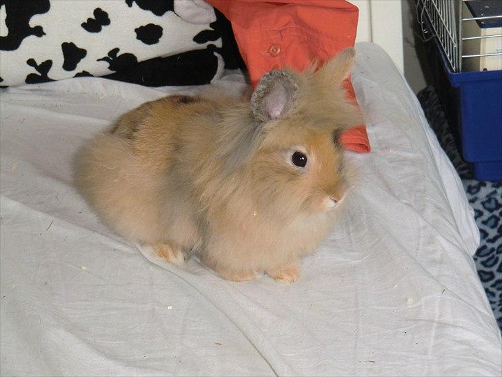 Kanin Stald muskatnød´s Chili  - Micro Chili<3 billede 8