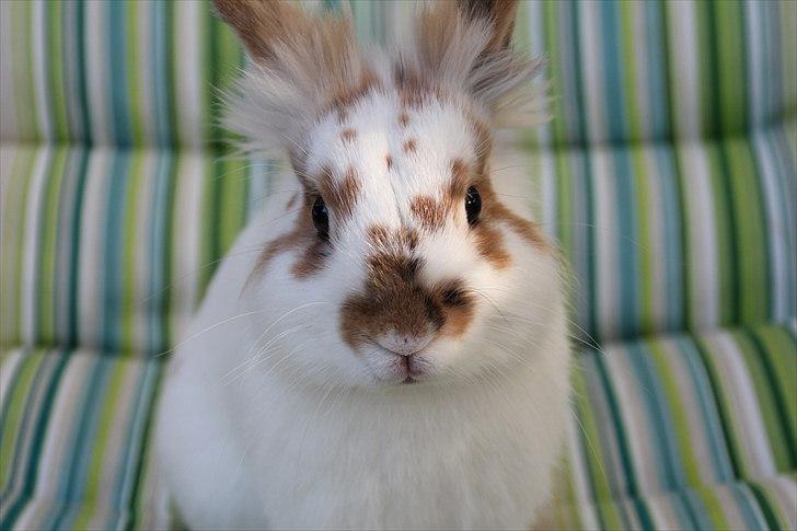 Kanin Freddie - Foto:mig billede 14