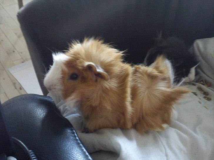 Marsvin Buller billede 4