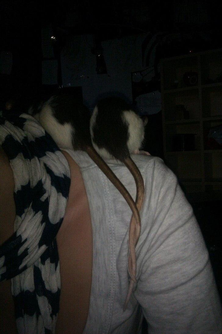 Tamrotte London Tipton billede 11