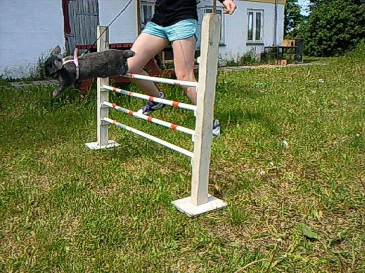 Kanin Smilla billede 2