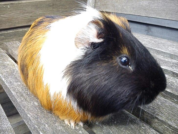 Marsvin Romeo billede 1