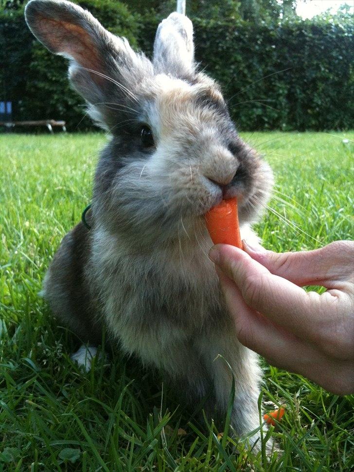 Kanin bobbie the famous - jeg elsker gullerøder   billede 1