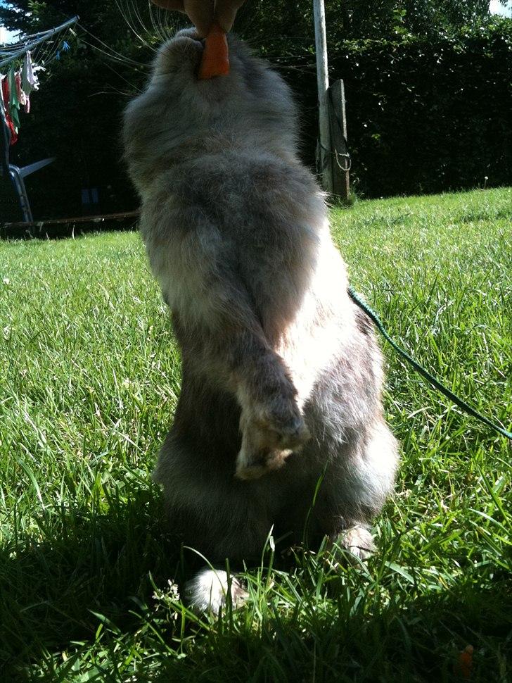 Kanin bobbie the famous - se jeg kan stå på to ben billede 2