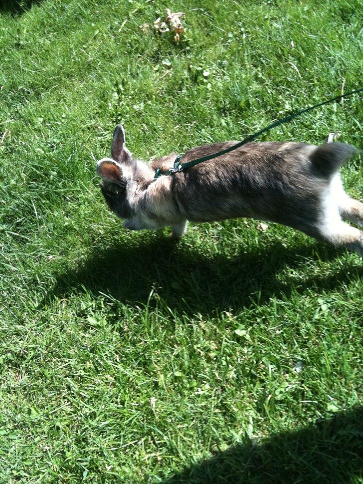 Kanin bobbie the famous - Løb for livet!!! billede 3