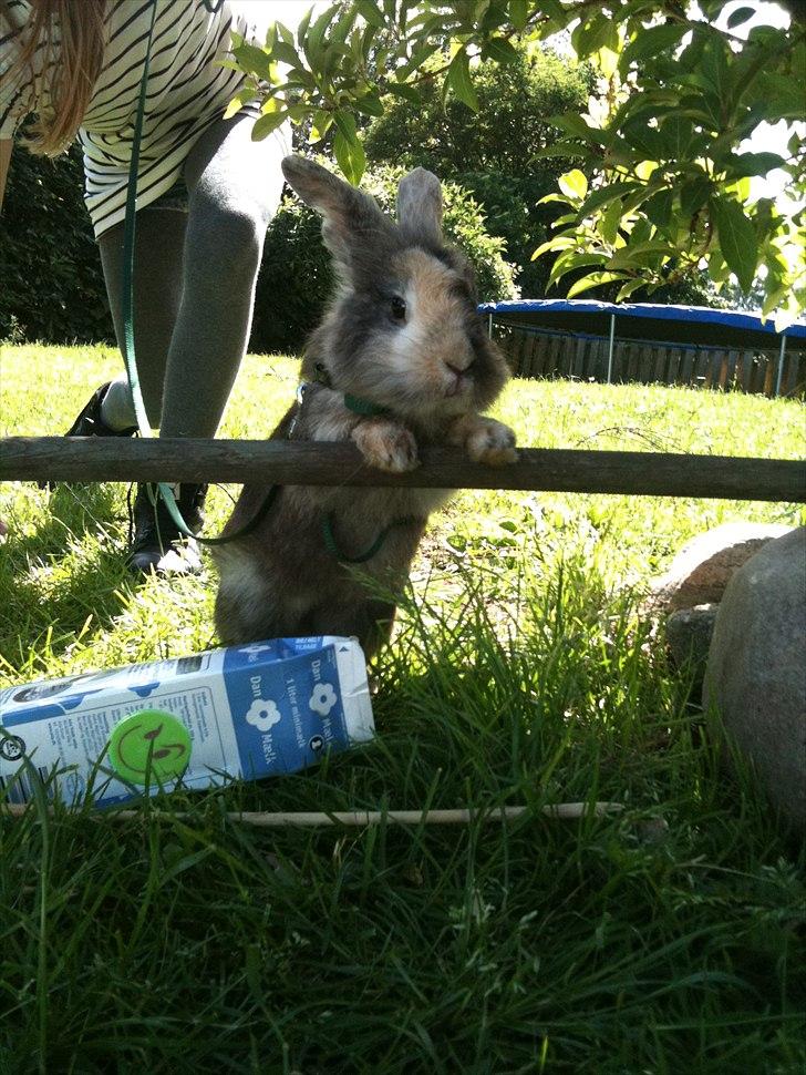 Kanin bobbie the famous - Jeg NÆGTER at springe!
NÆGTER! billede 4