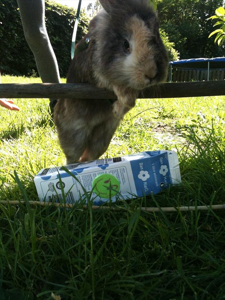 Kanin bobbie the famous billede 5