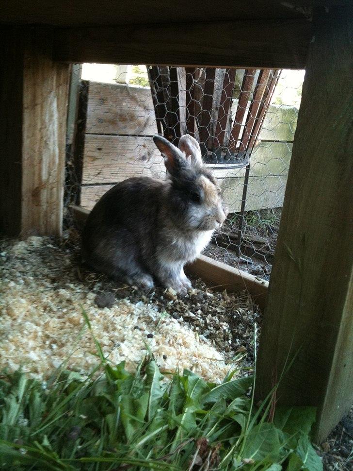 Kanin bobbie the famous - Hvorfor springe når man bare kan sidde og dovne?:p billede 6