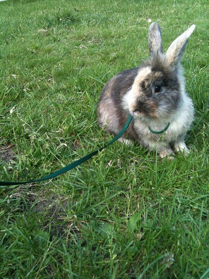 Kanin bobbie the famous - Det dejlige vejr svigter aldrig!:-) billede 7