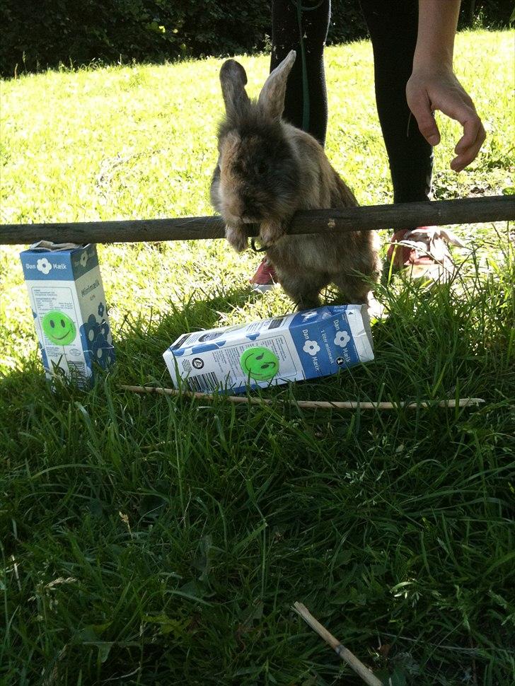 Kanin bobbie the famous billede 8