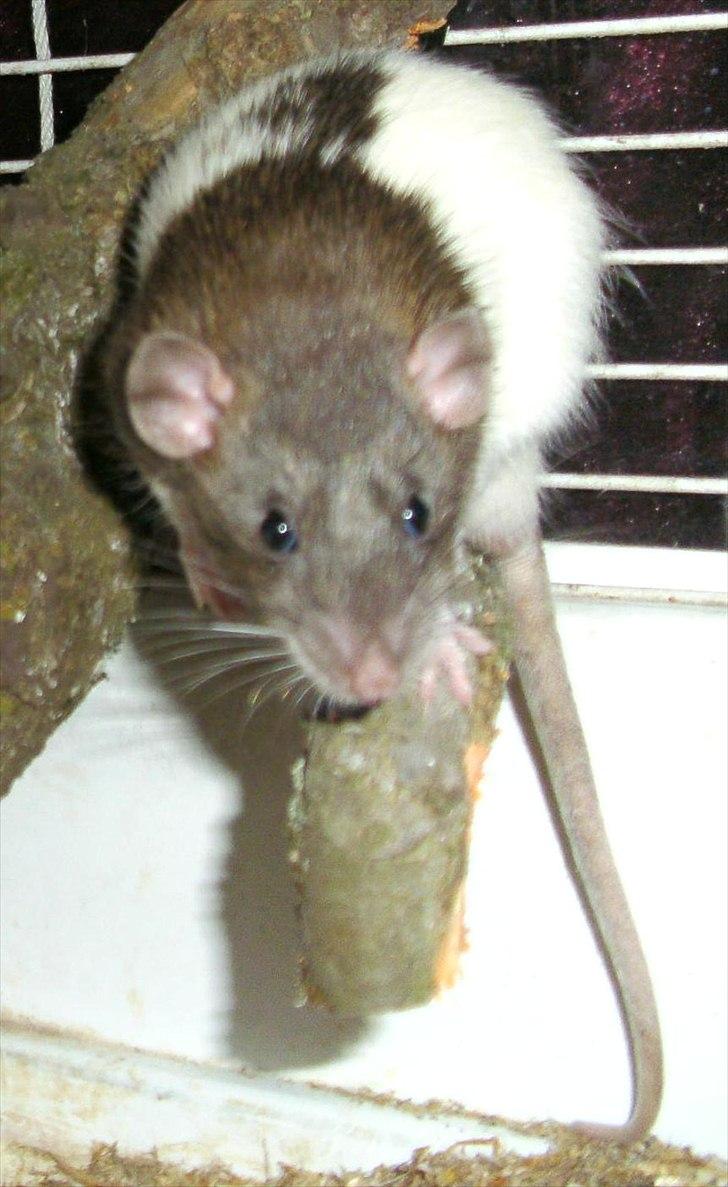 Tamrotte Dumbo - D. 9/6 2011

I det store bur hvor de får lov til at gå et par timer, under opsyn da de kan komme gennem træmmerne billede 1