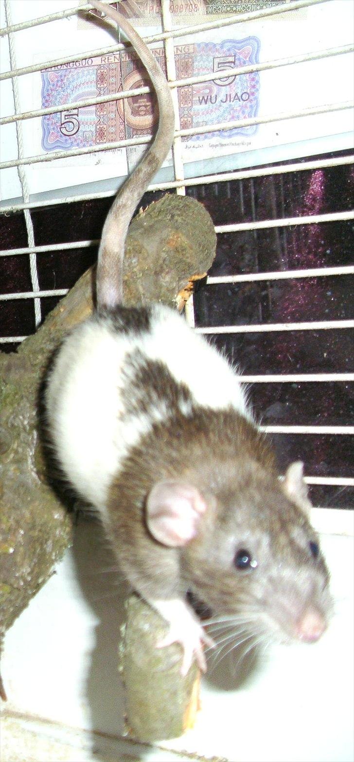 Tamrotte Dumbo - D. 9/6 2011

I det store bur hvor de får lov til at gå et par timer, under opsyn da de kan komme gennem træmmerne billede 2