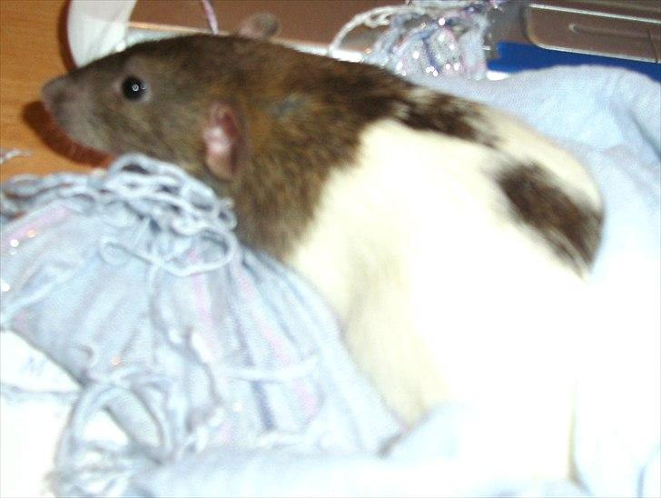 Tamrotte Dumbo - D. 9/6 2011

desværre en meget utryk dumbo, men det er blevet bedre (: billede 3