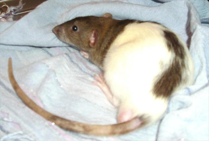 Tamrotte Dumbo - D. 9/6 2011

desværre en meget utryk dumbo, men det er blevet bedre (: billede 4