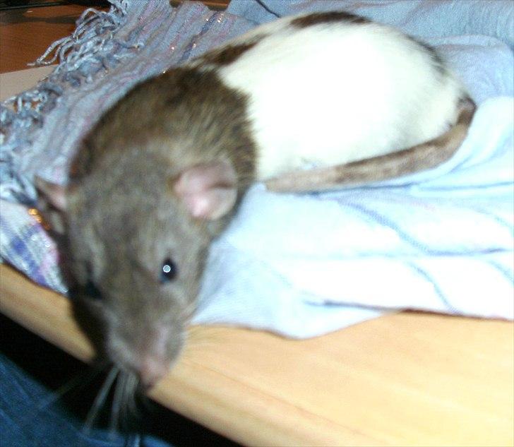 Tamrotte Dumbo - D. 9/6 2011

desværre en meget utryk dumbo, men det er blevet bedre (: billede 5